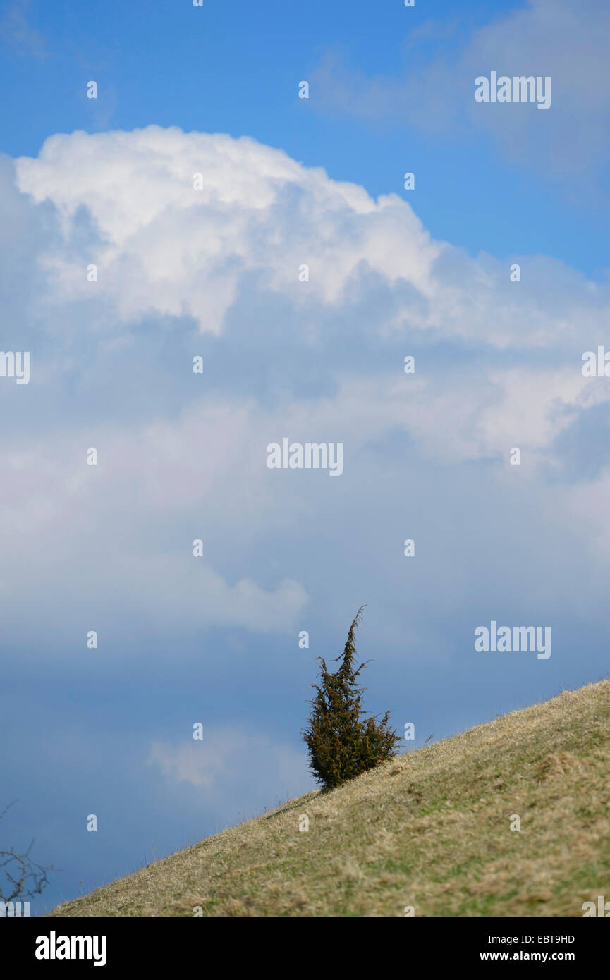 Gemeine Wacholder, Boden Wacholder (Juniperus Communis), einzelne Wacholder Busch in einer rauen Wiese, Deutschland, Bayern Stockfoto
