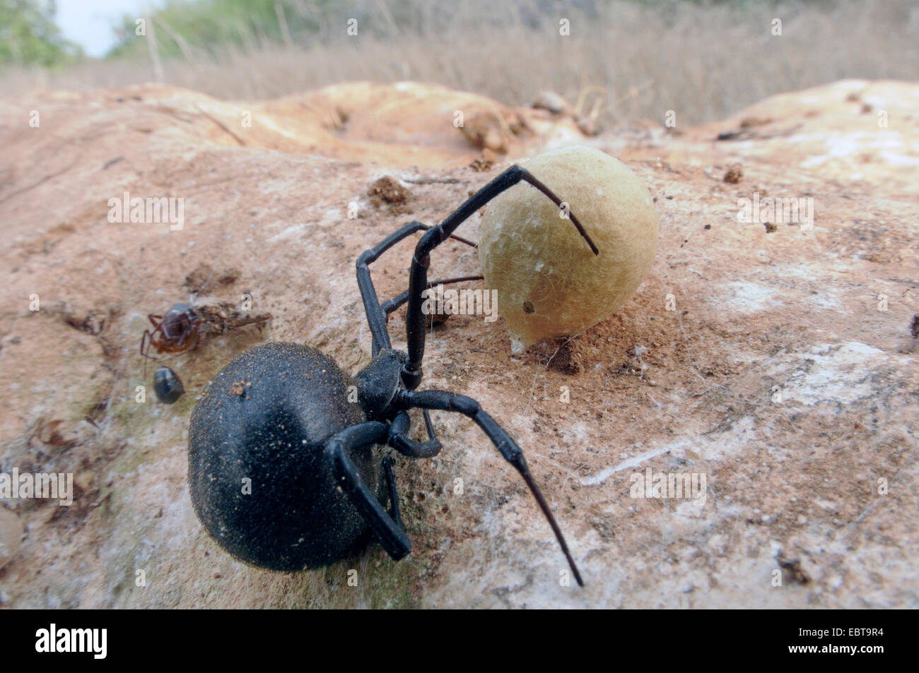 Europäische Schwarze Witwe, südliche Schwarze Witwe, Weibchen mit Kokon,  Zypern, europäische schwarze Witwe, Malmignatte Spinne, Karakurt  (Latrodectus Tredecimguttatus, Latrodectus Lugubris Stockfotografie - Alamy