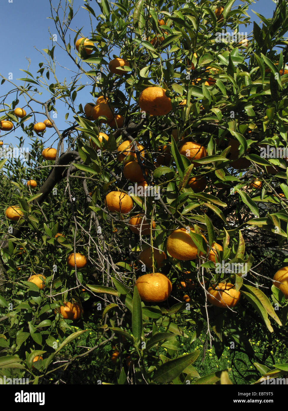 Mandarine, Mandarine (Citrus Reticulata), Mandarinen auf einem Baum, Spanien, Balearen, Mallorca Stockfoto
