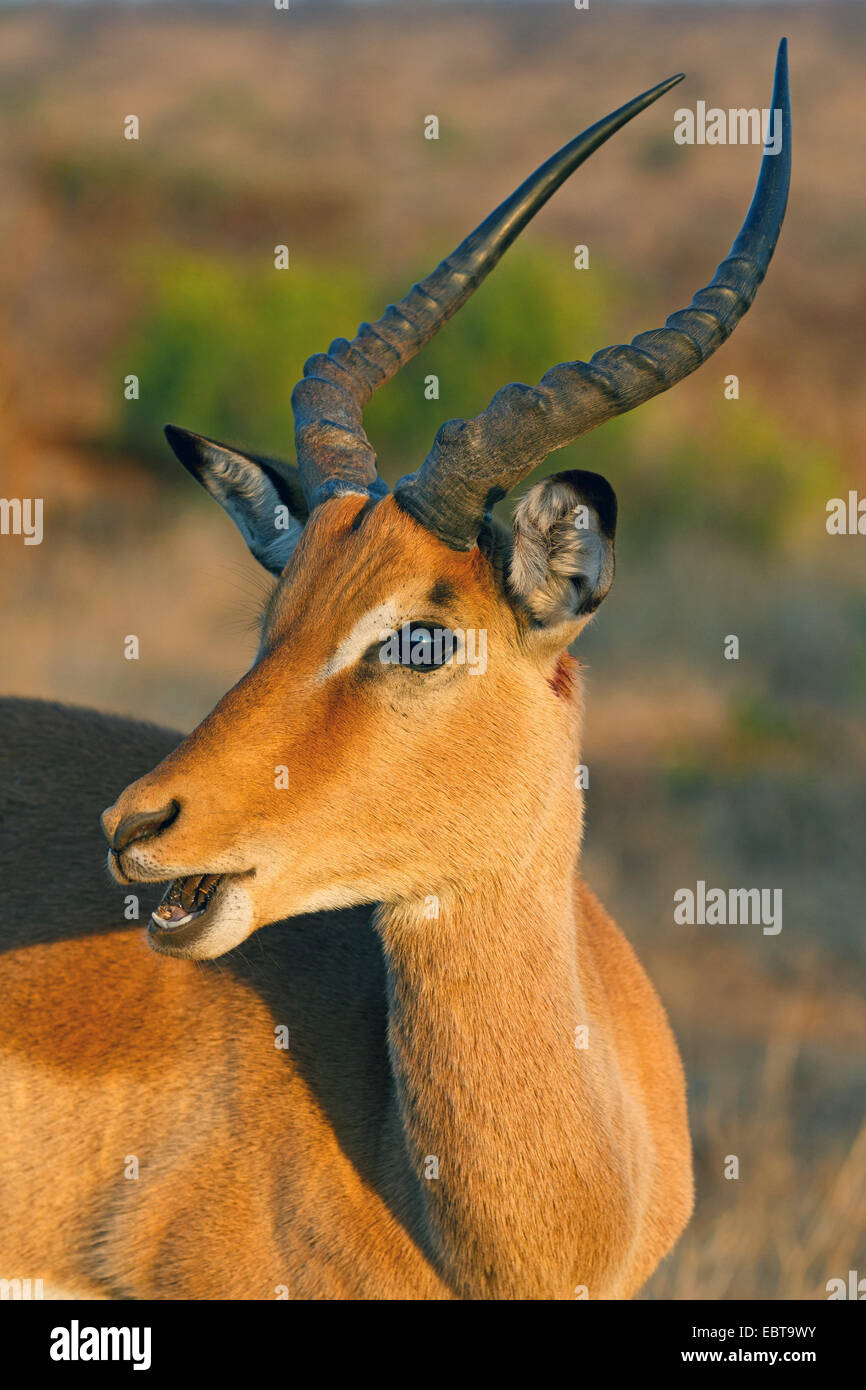 Impala (Aepyceros Melampus), Porträt, Südafrika, Krüger Nationalpark Stockfoto