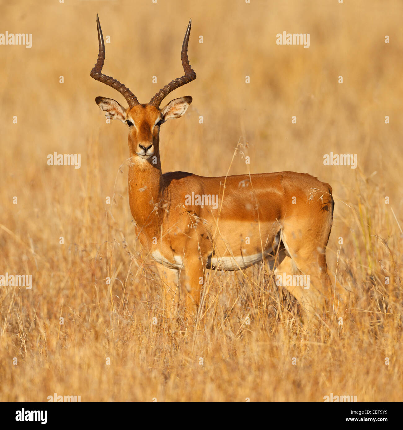 Impala (Aepyceros Melampus), männliche in Savanne, Südafrika, Krüger Nationalpark Stockfoto