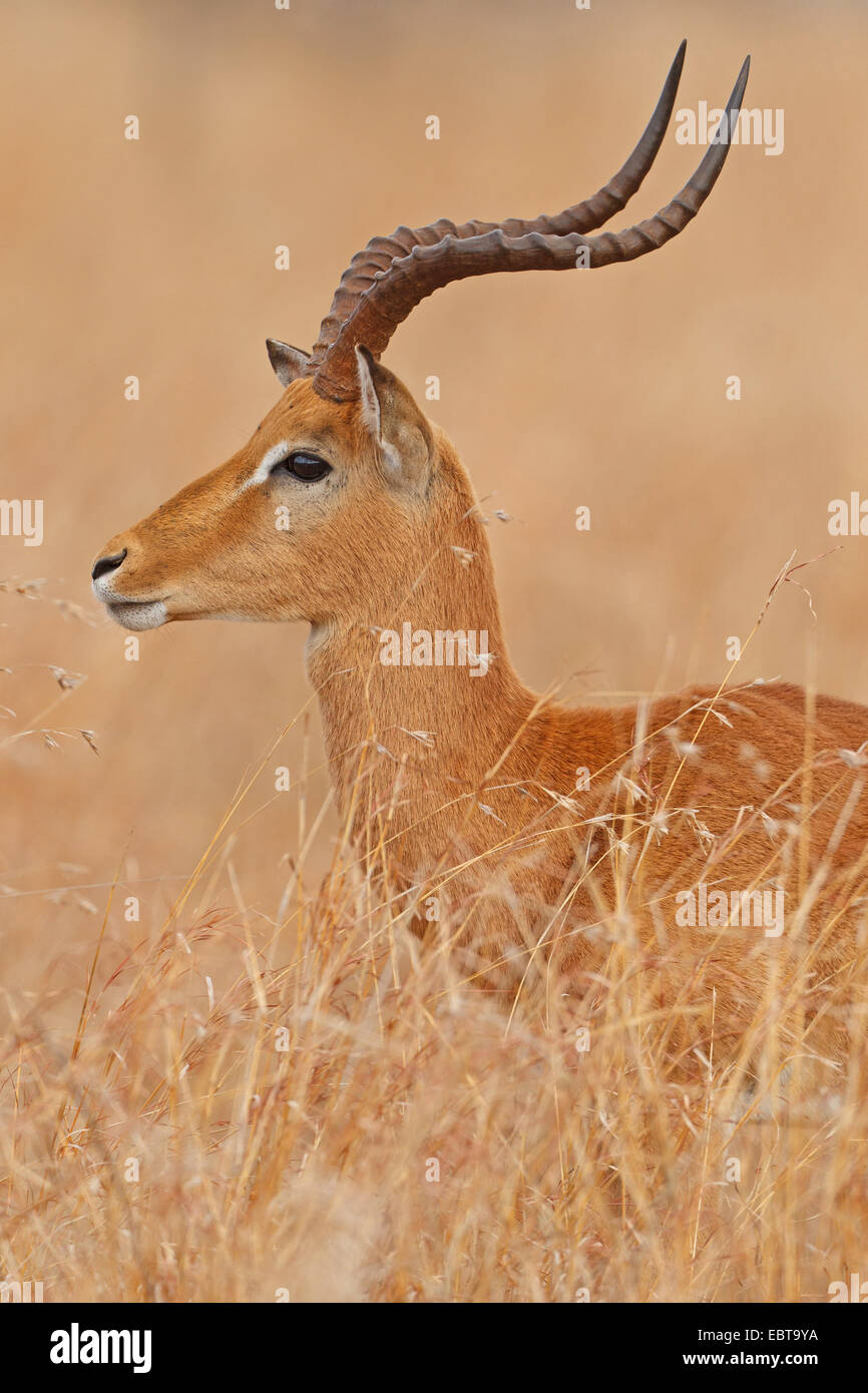 Impala (Aepyceros Melampus), buck im trockenen Grasland, Südafrika, Krüger Nationalpark Stockfoto