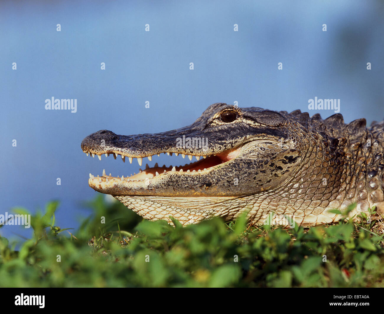 Amerikanischer Alligator (Alligator Mississippiensis), seitliche Porträt, liegend an einem Ufer Stockfoto