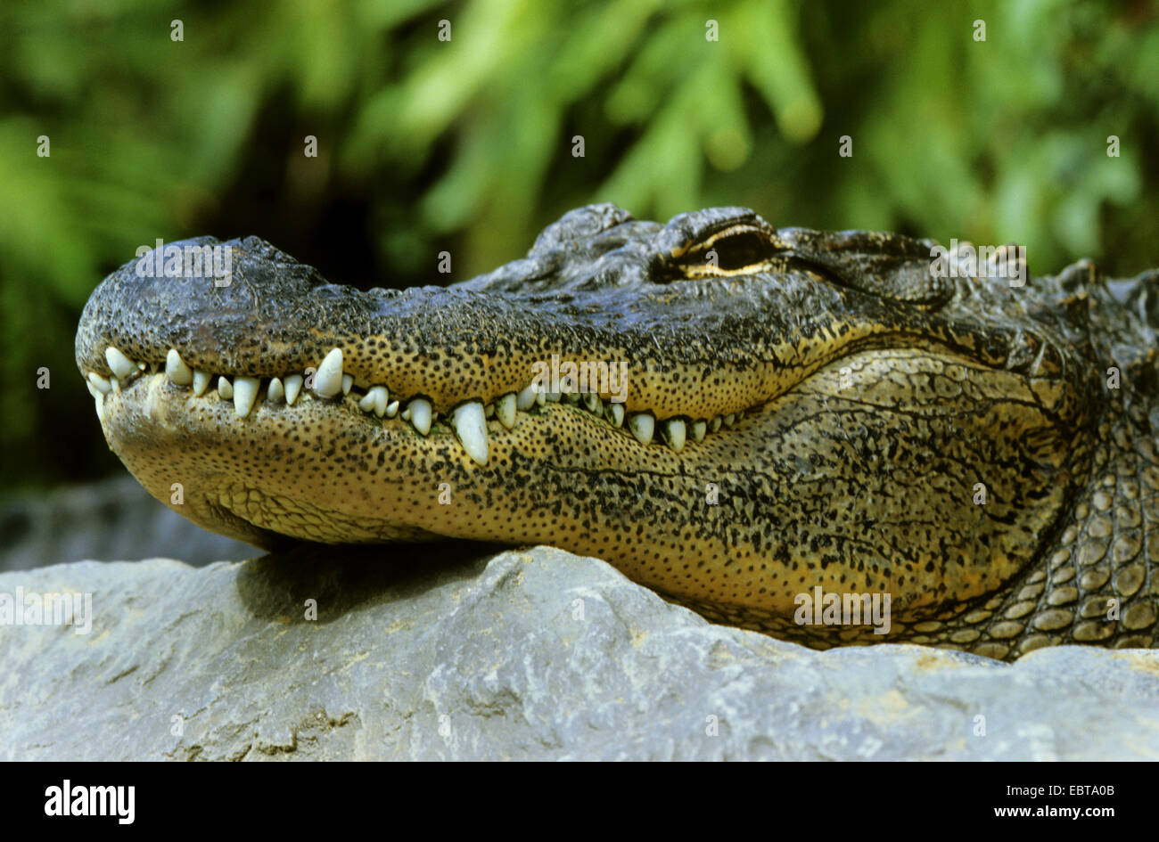 Amerikanischer Alligator (Alligator Mississippiensis), seitliche Porträt, liegend auf einem felsigen Ufer Stockfoto