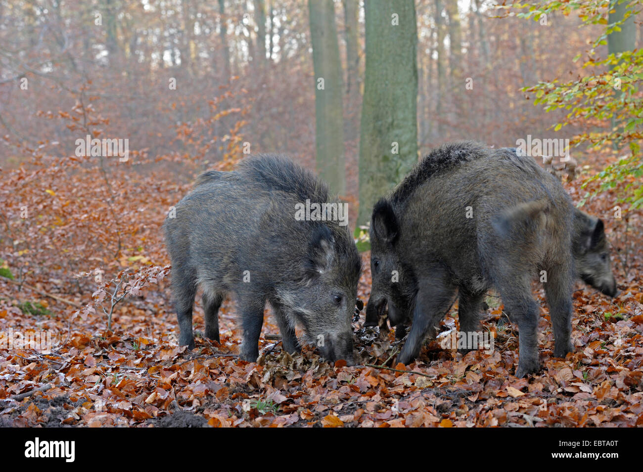 Wildschwein, Schwein, Wildschwein (Sus Scrofa), drei Wildschweine Wühlen im Herbstlaub, Deutschland Stockfoto