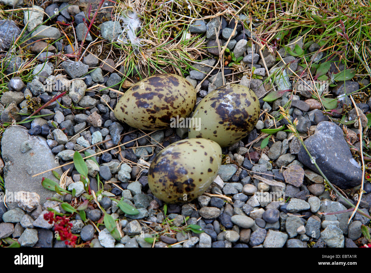 Küstenseeschwalbe (Sterna Paradisaea), Kupplung von Eiern, Island Stockfoto