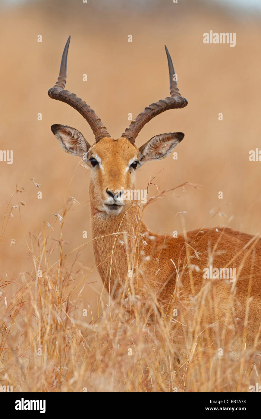 Impala (Aepyceros Melampus), buck im trockenen Grasland, Südafrika, Krüger Nationalpark Stockfoto