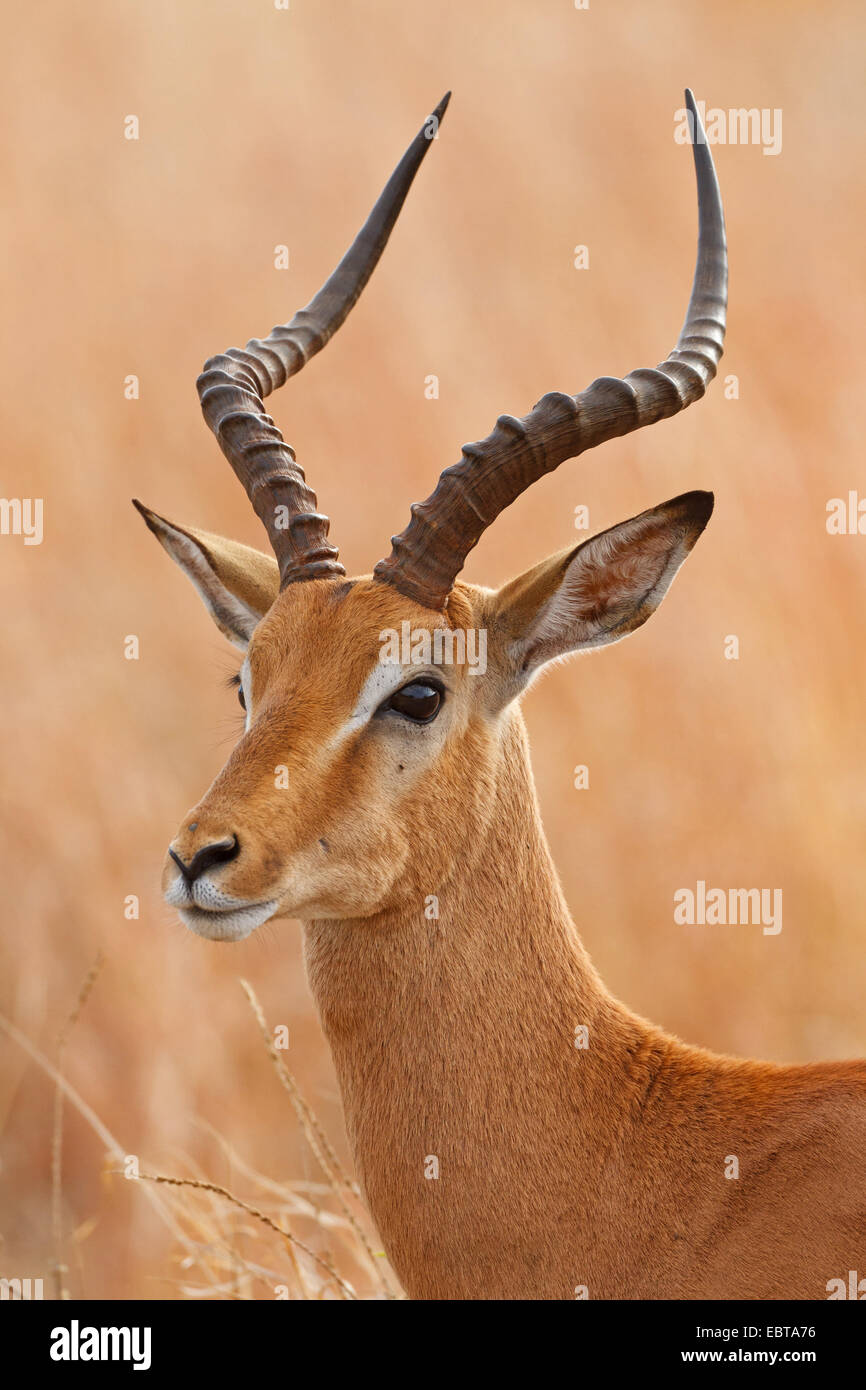 Impala (Aepyceros Melampus), Portrait von Buck, Südafrika, Krüger Nationalpark Stockfoto