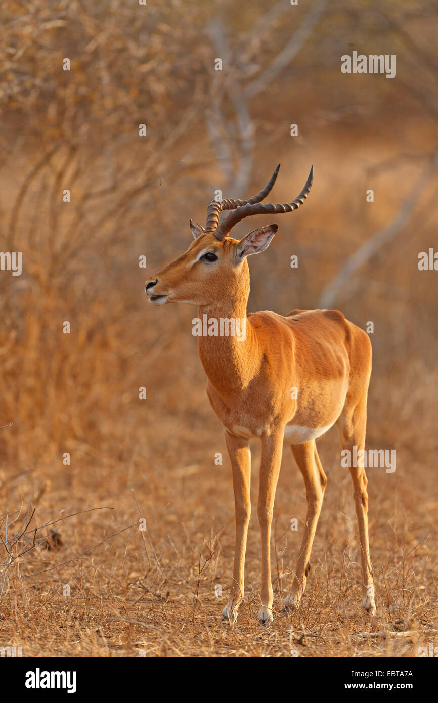 Impala (Aepyceros Melampus), buck am Abend Licht, Südafrika, Krüger Nationalpark Stockfoto
