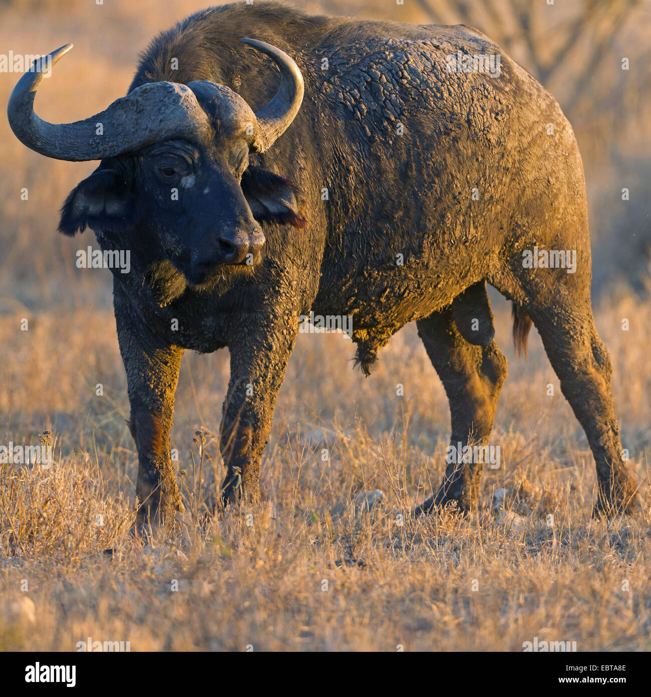 Afrikanischer Büffel (Syncerus Caffer), schlammigen Individuum am Abend Licht, Südafrika, Krüger Nationalpark, Satara Camp Stockfoto