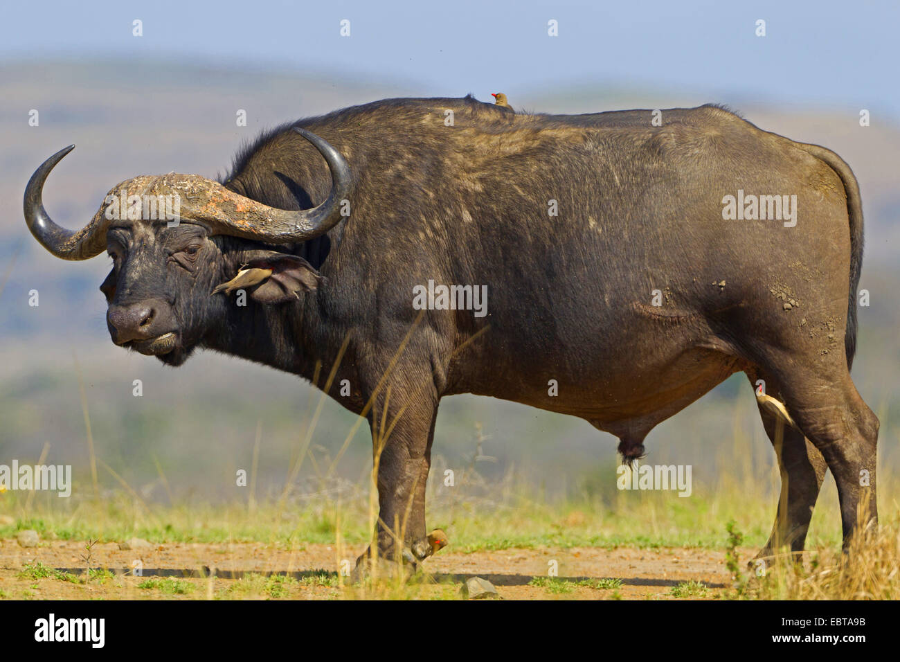 Afrikanischer Büffel (Syncerus Caffer), mit rot-billed Oxpecker Buphagus Erythrorhynchus, Südafrika, Hluhluwe-Umfolozi Nationalpark Stockfoto