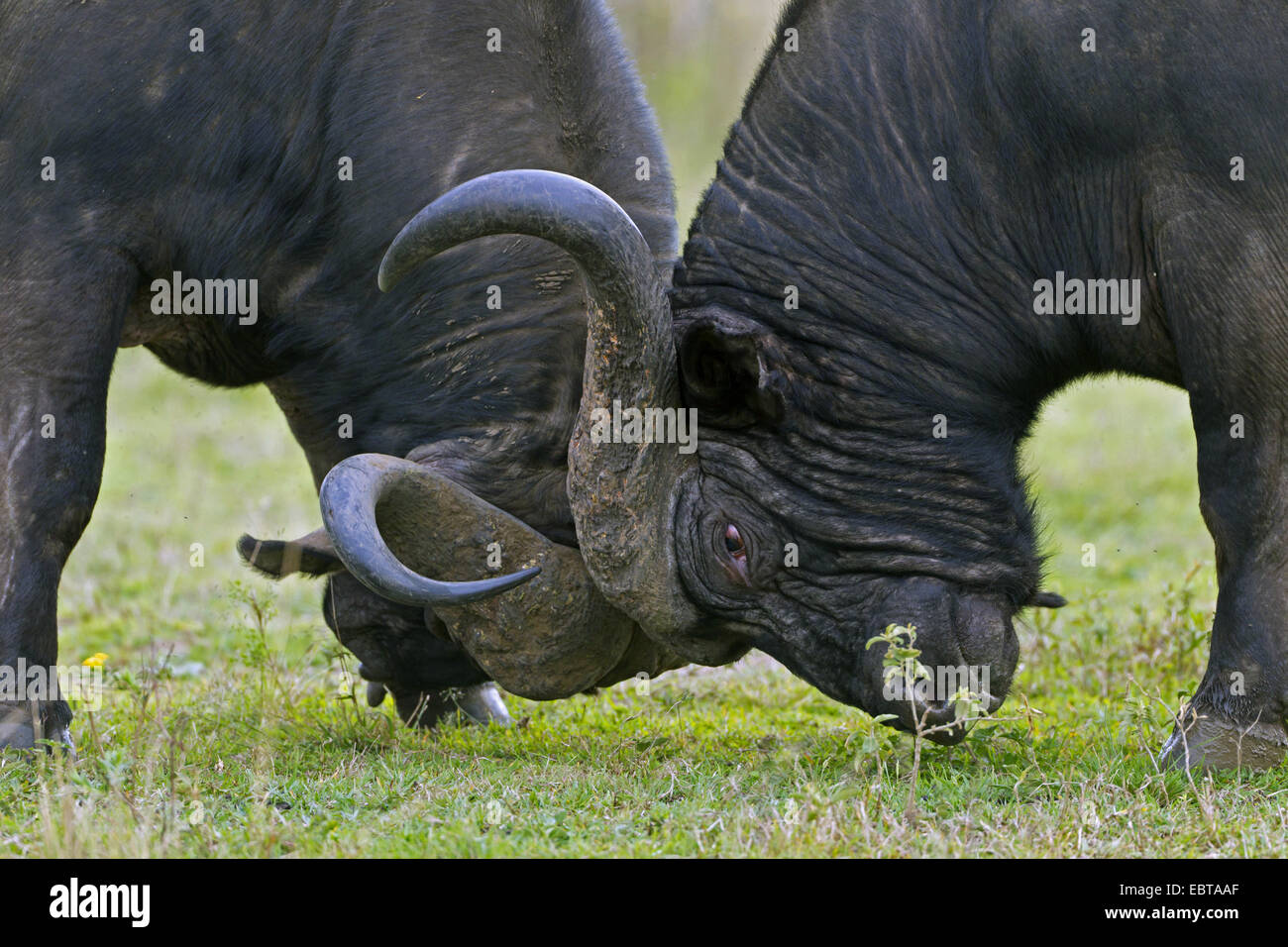 Afrikanischer Büffel (Syncerus Caffer), zwei kämpfende Büffel, Südafrika, Hluhluwe-Umfolozi Nationalpark Stockfoto