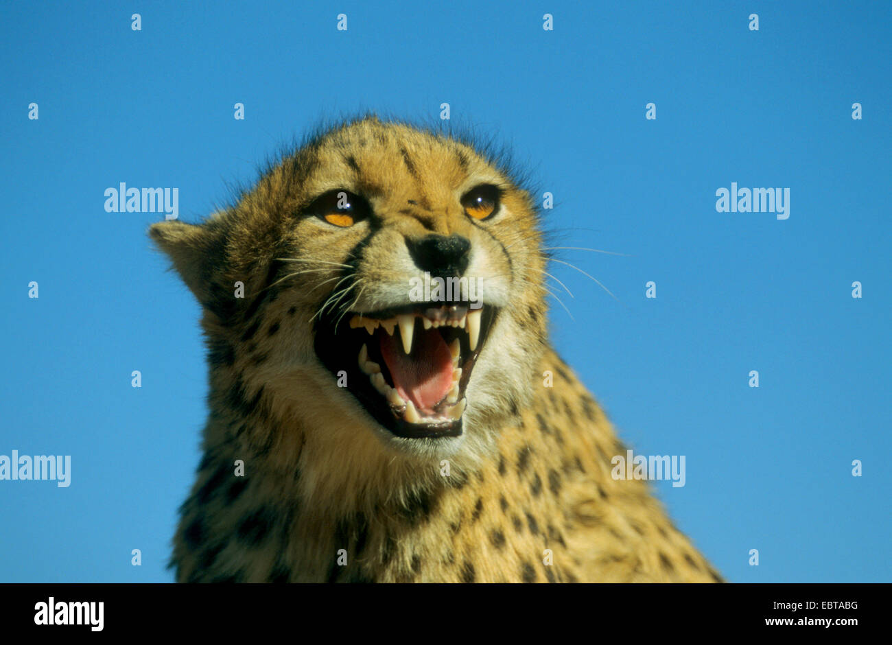 Gepard (Acinonyx Jubatus), Knurren Stockfoto
