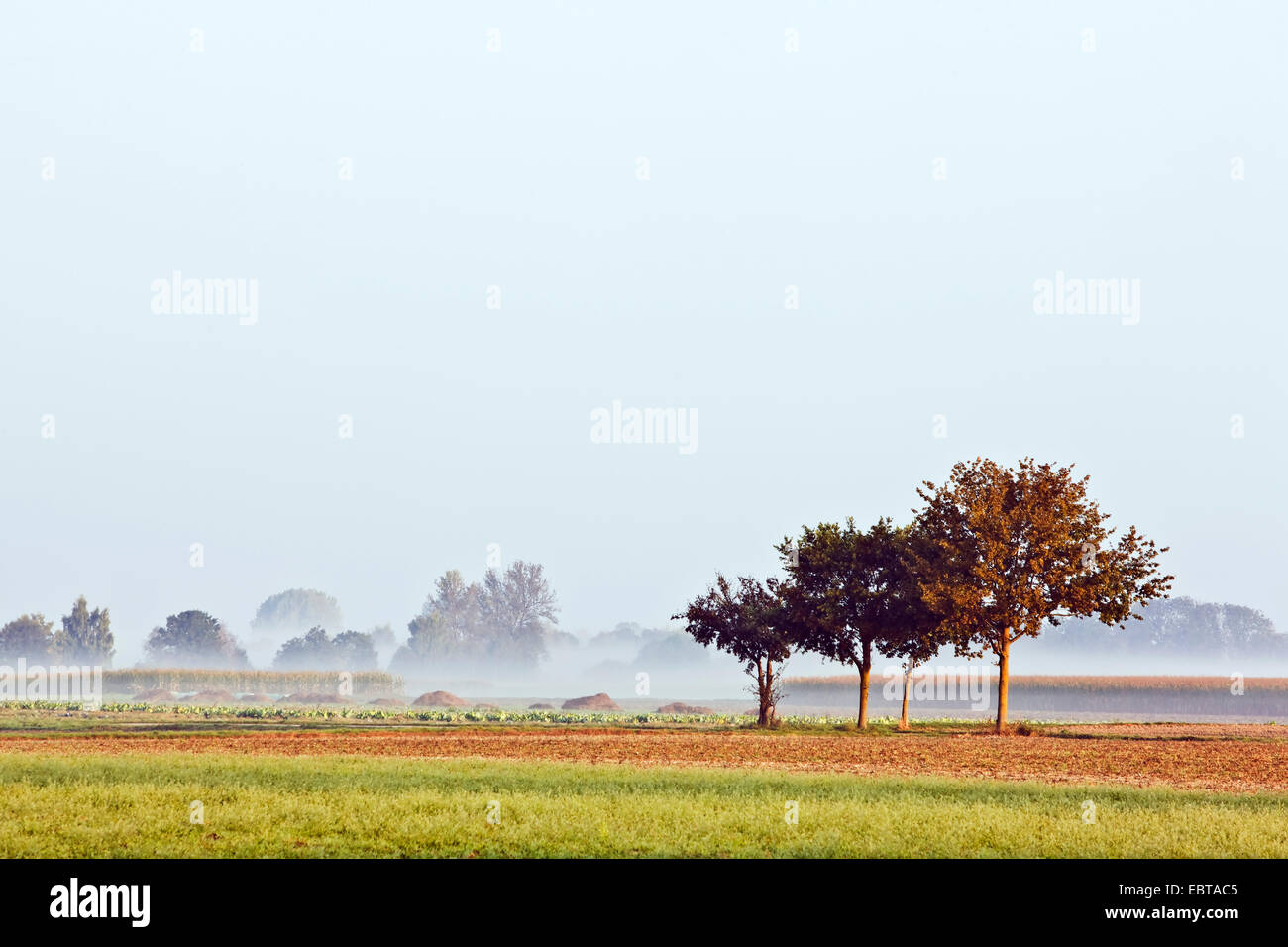 Reihe von Bäumen in einer Feld-Landschaft im Herbst Nebel, Deutschland, Bayern Stockfoto