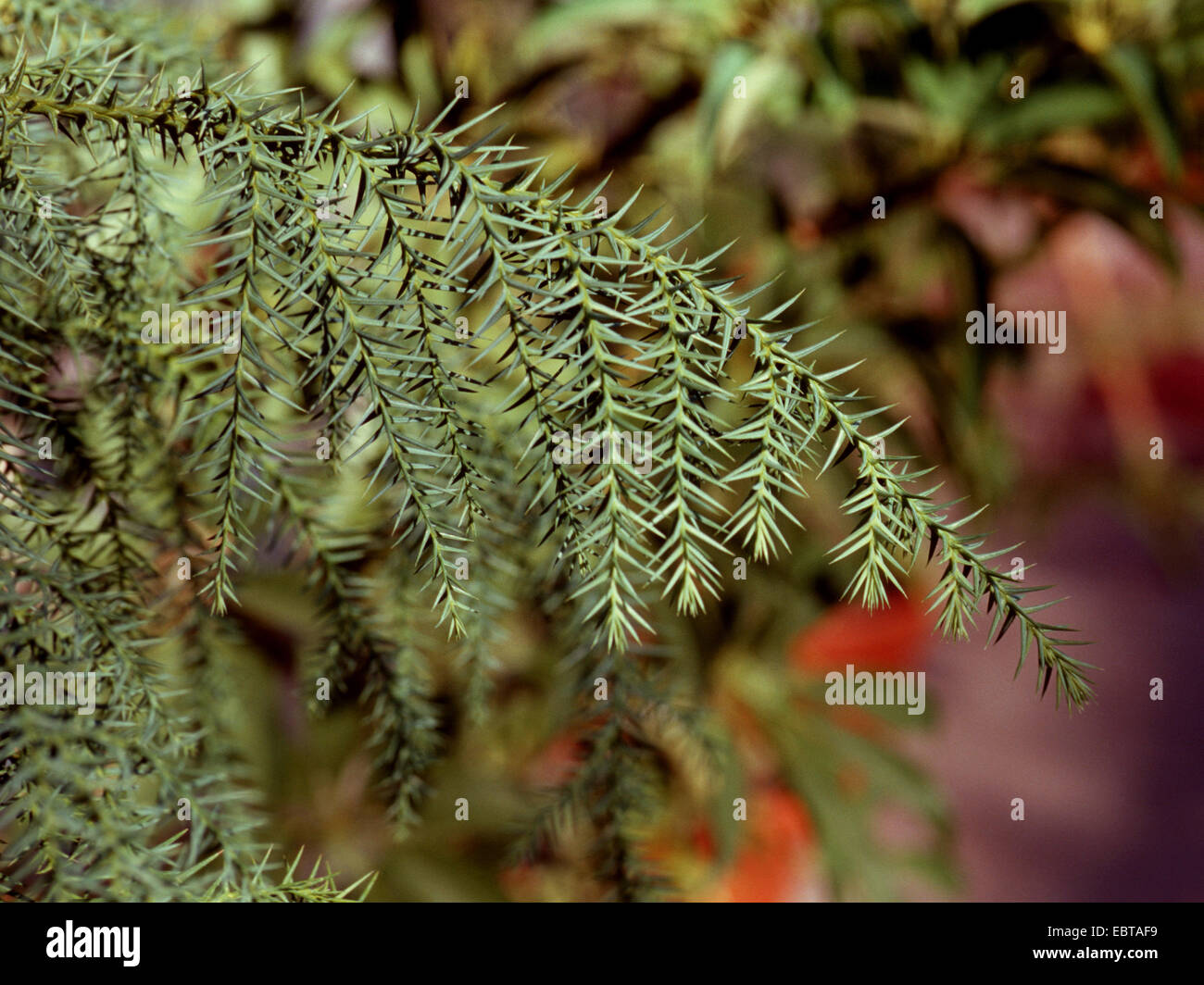 Taiwania cryptomerioides -Fotos und -Bildmaterial in hoher Auflösung ...