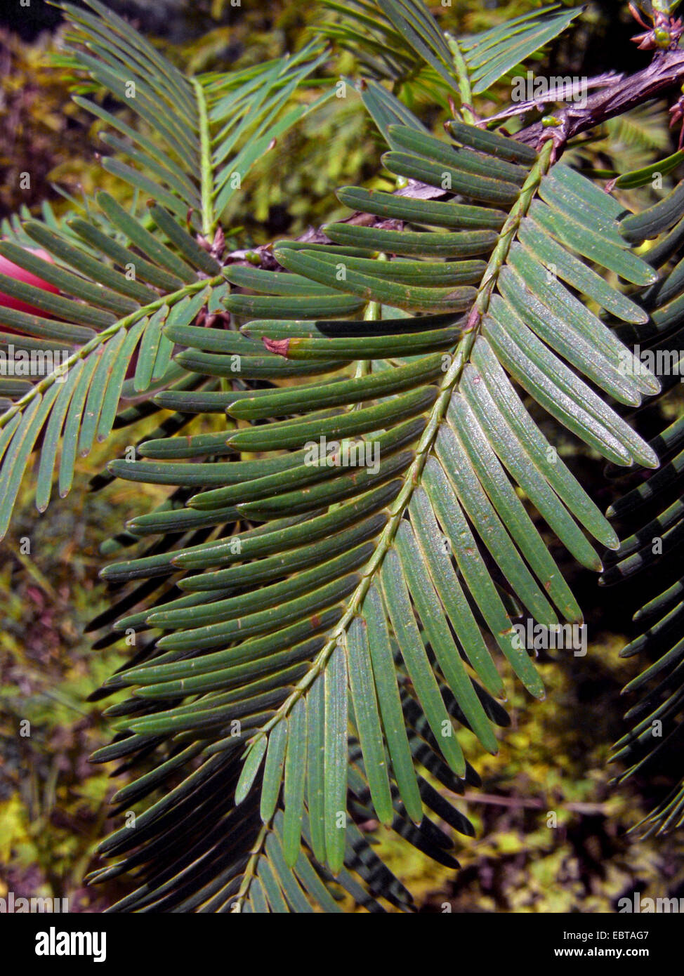 Dämmerung-Rotholz (Metasequoia Glyptostroboides), Kurztrieb Stockfoto