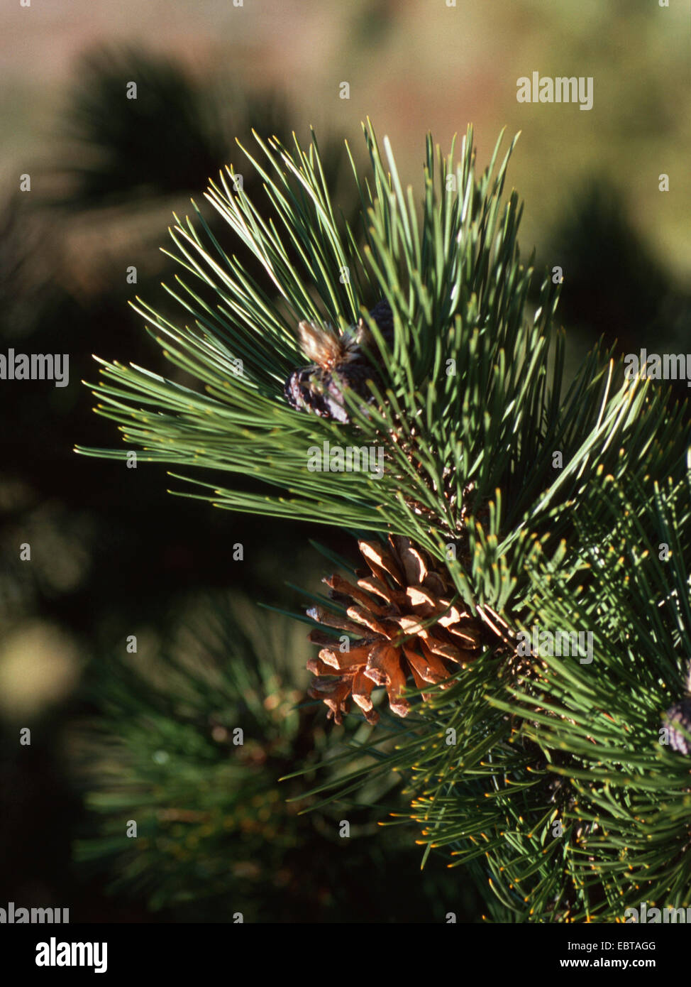 Bosnische Kiefer, Palebark Kiefer (Pinus Leucodermis), Zweig mit Konus Stockfoto