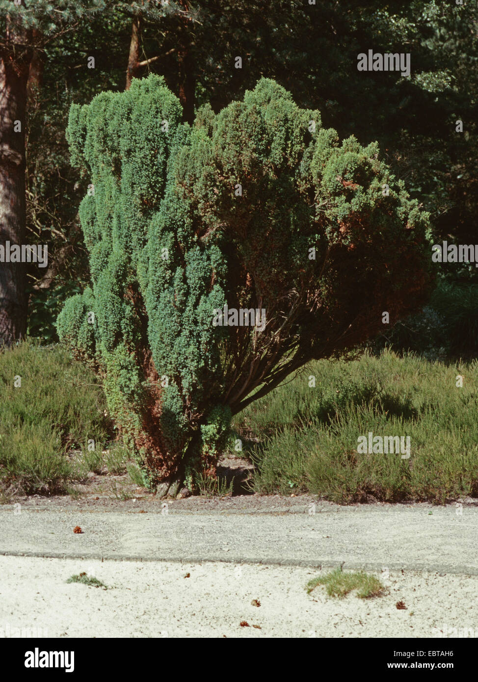 Gemeine Wacholder, Boden Wacholder (Juniperus Communis), Wildform, Deutschland Stockfoto