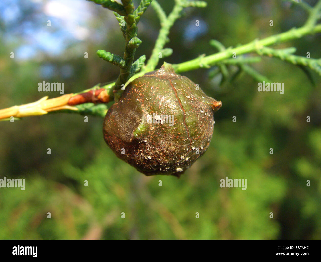 Guadalupe Zypressen (Cupressus Guadaloupensis), Zweig mit Konus Stockfoto