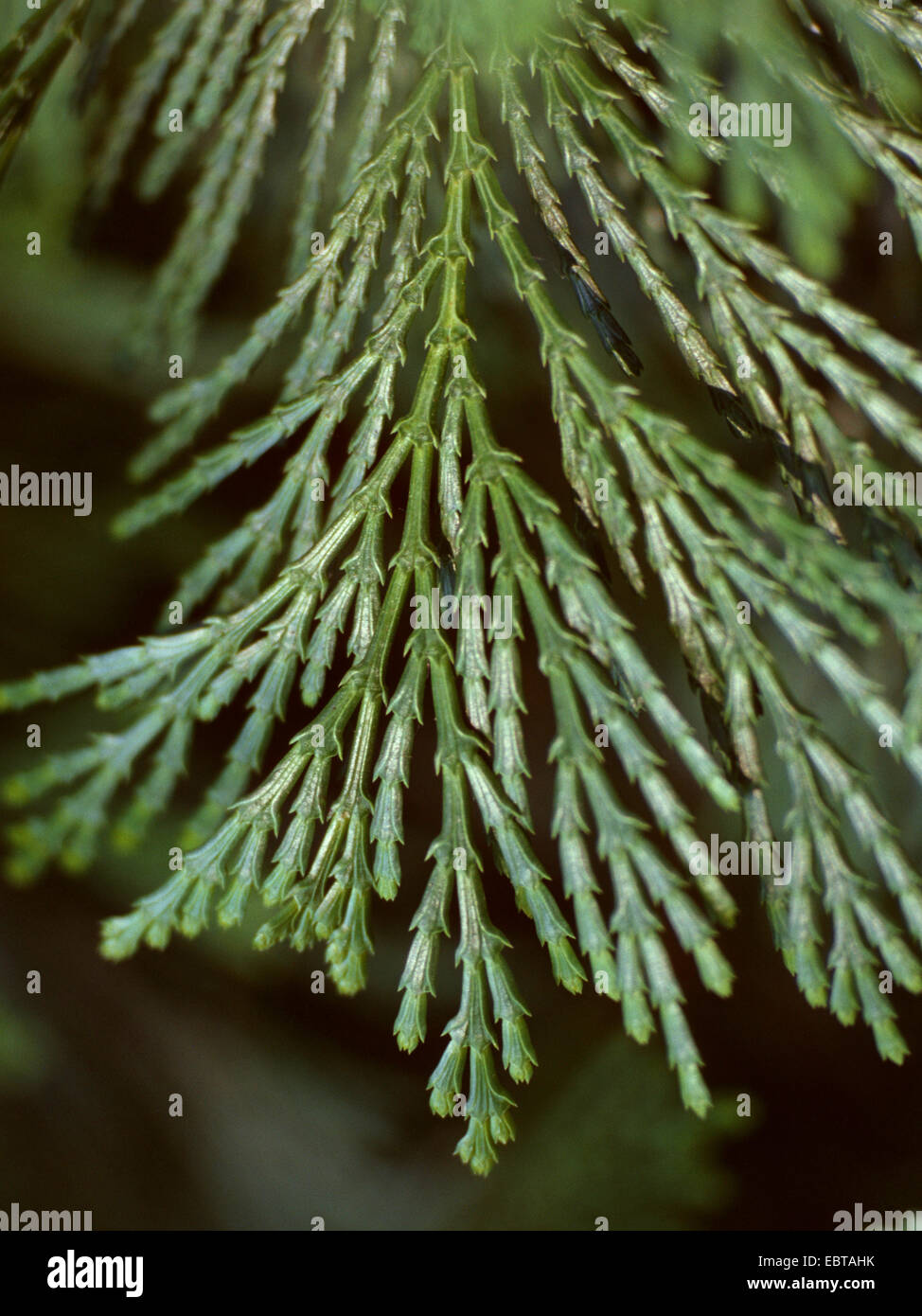 Weihrauch-Zeder, kalifornischen White Cedar (Calocedrus Decurrens), Zweig Stockfoto