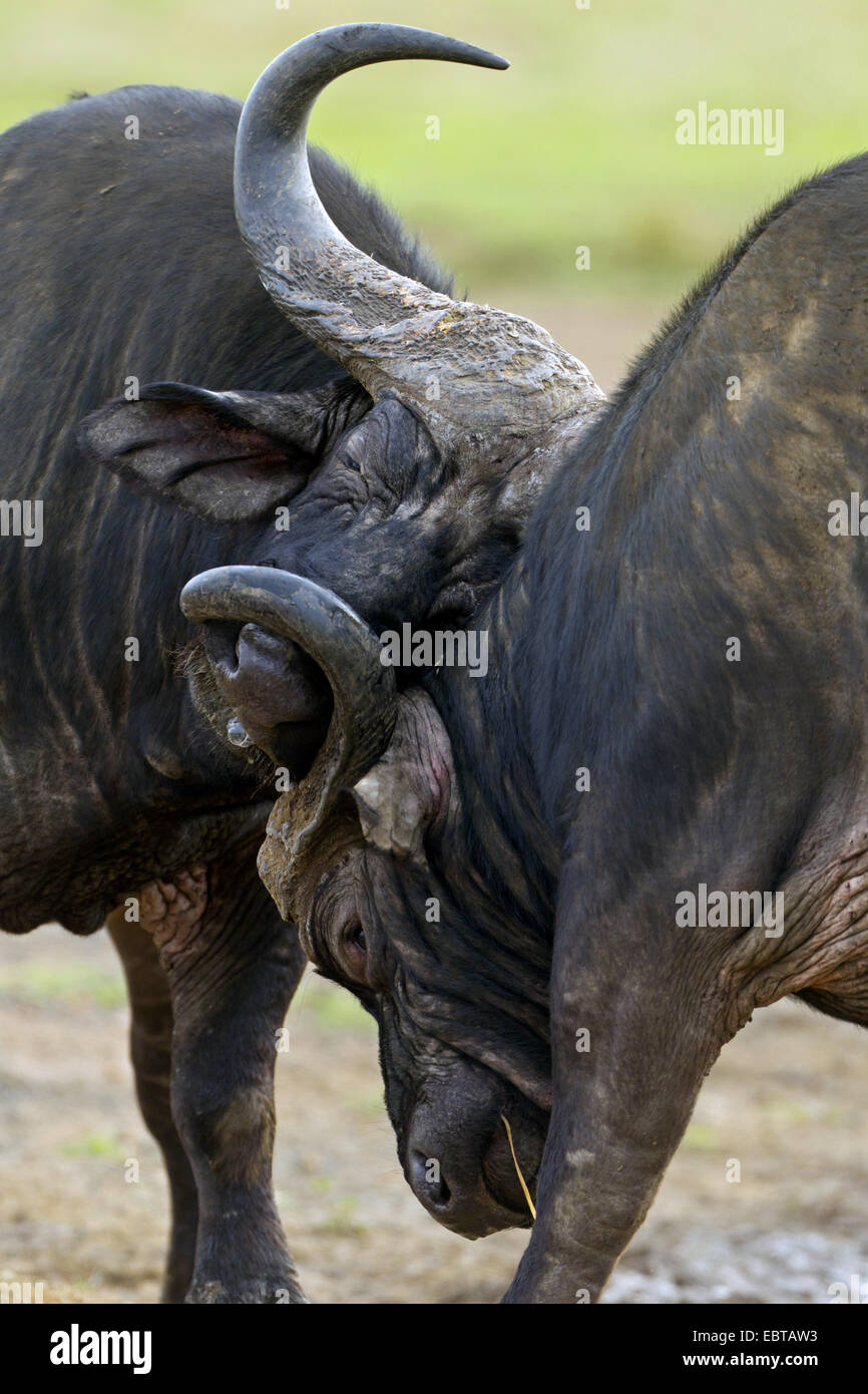 Afrikanischer Büffel (Syncerus Caffer), zwei kämpfende Büffel, Südafrika, Hluhluwe-Umfolozi Nationalpark Stockfoto