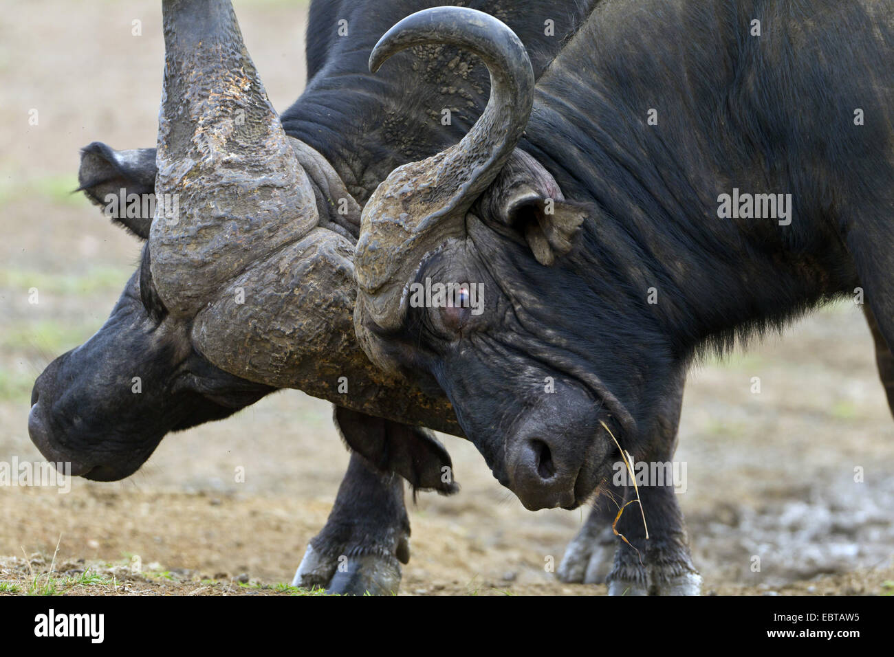 Afrikanischer Büffel (Syncerus Caffer), zwei kämpfende Büffel, Südafrika, Hluhluwe-Umfolozi Nationalpark Stockfoto