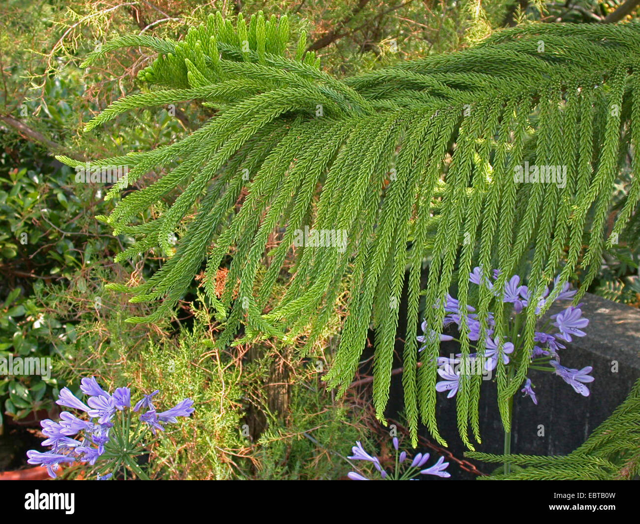 Araucaria heterophylla araucariaceae Fotos und Bildmaterial in hoher