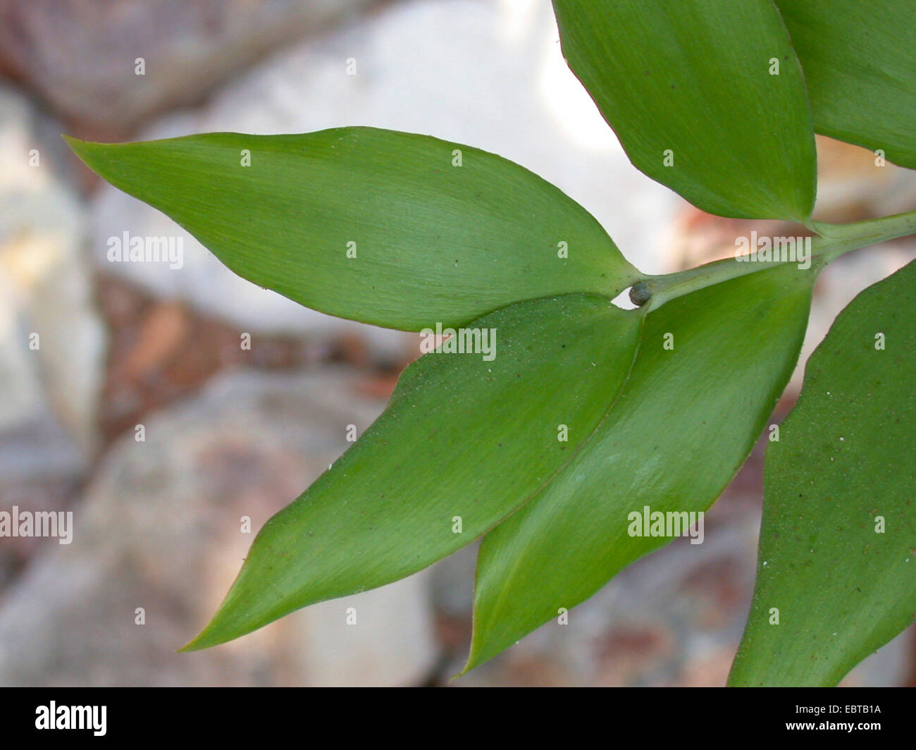 Queensland Kauri, glatt, bellte Kauri (Agathis Robusta, Agathis Palmerstonii), Blätter Stockfoto