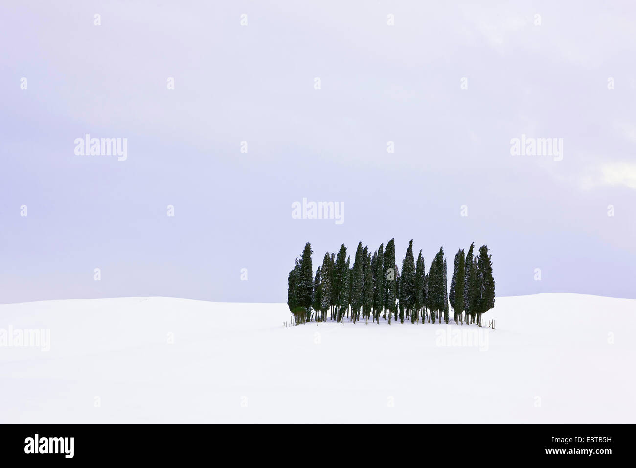 Italienische Zypresse (Cupressus Sempervirens), Gruppe Cypreses Winter Landschaft, Italien, Toskana Stockfoto
