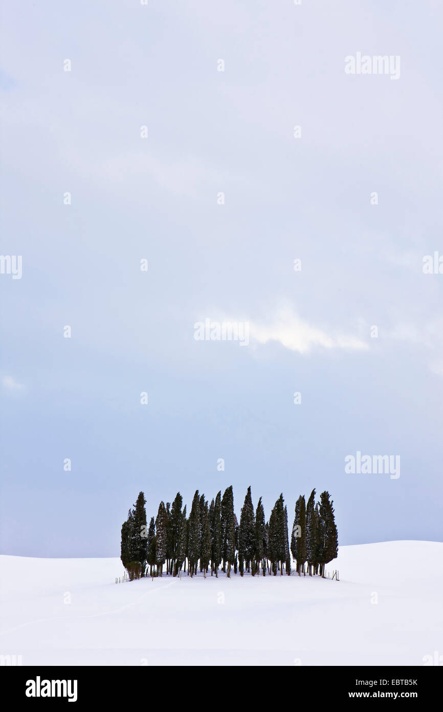 Italienische Zypresse (Cupressus Sempervirens), Gruppe Cypreses Winter Landschaft, Italien, Toskana Stockfoto