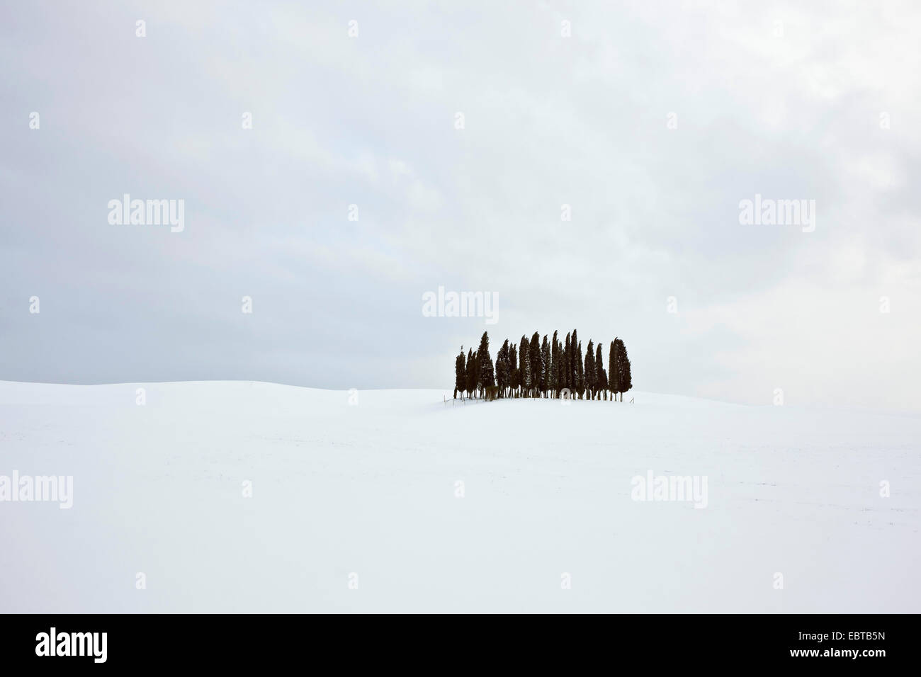Italienische Zypresse (Cupressus Sempervirens), Gruppe Cypreses Winter Landschaft, Italien, Toskana Stockfoto