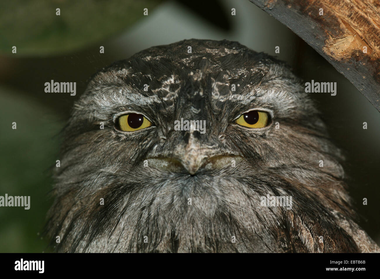 Tawny Frogmouth (ein Strigoides), portrait Stockfoto