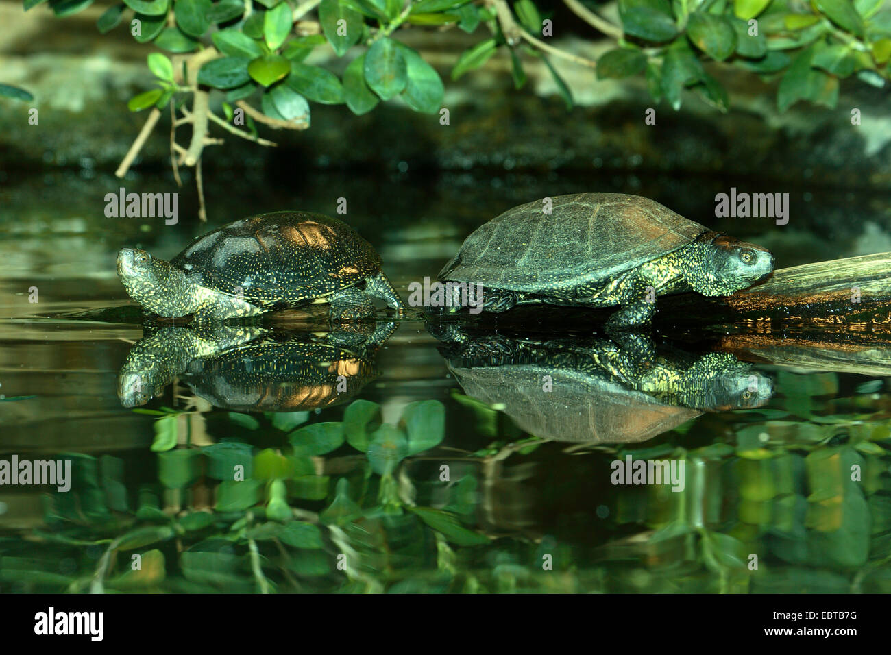 Europäische Sumpfschildkröte, Europäische Sumpfschildkröte