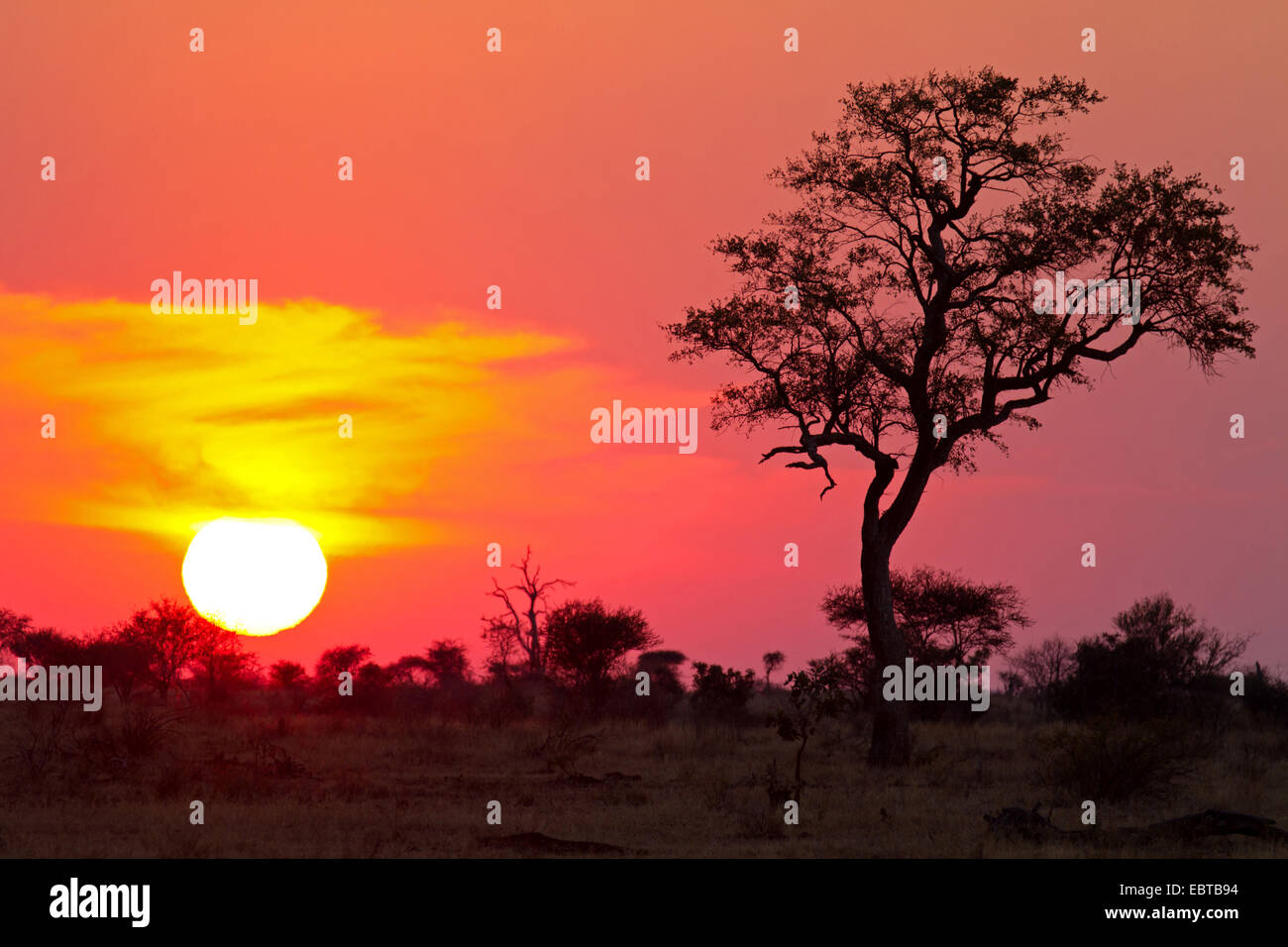 Savanne bei Sonnenuntergang, Südafrika, Krüger Nationalpark, Satara Camp Stockfoto