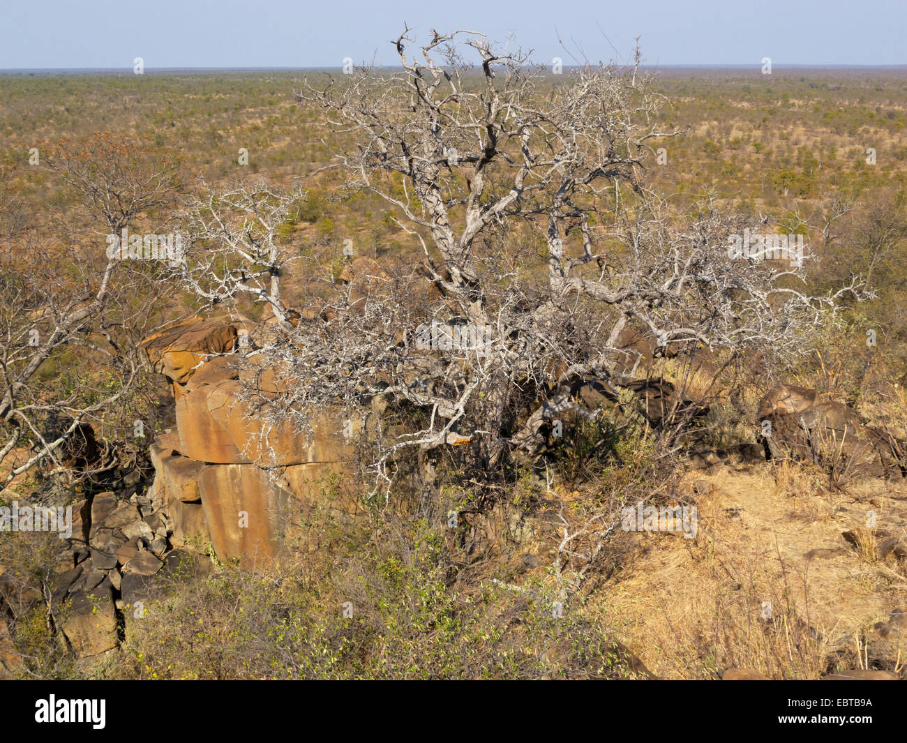 getrocknete Strauch in Savanne, Südafrika, Tshanga Lookout, Krüger Nationalpark, Letaba Camp Stockfoto