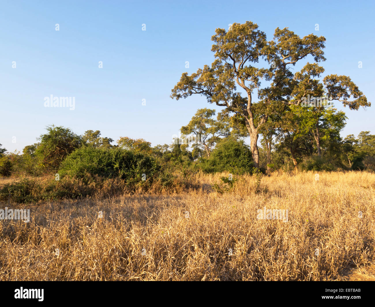 Savanne, Krüger Nationalpark, Südafrika Letaba Camp Stockfoto