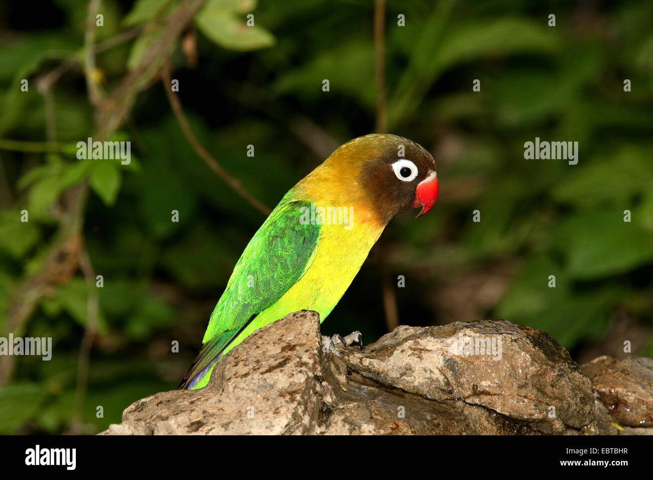Fischers Lovebird (Agapornis Fischeri), sitzend Stockfoto