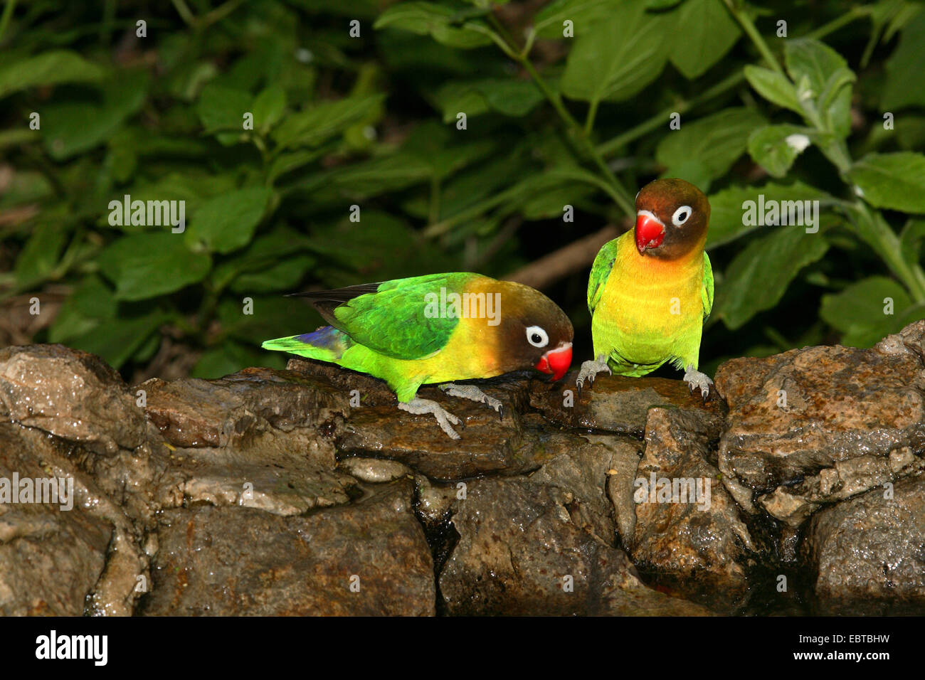 Fischers Lovebird (Agapornis Fischeri), paar Stockfoto