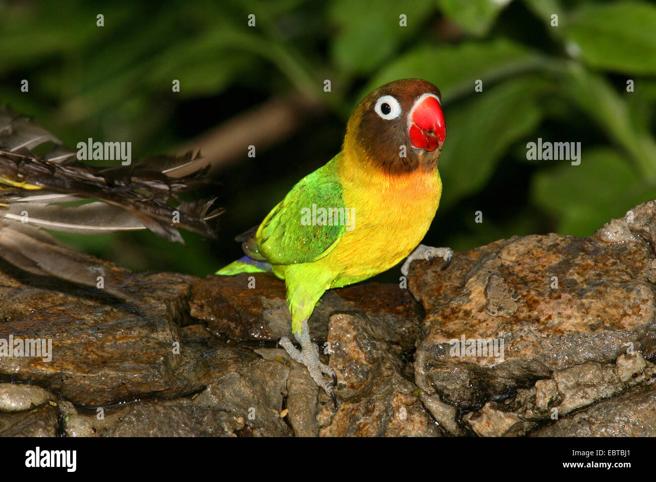 Fischers Lovebird (Agapornis Fischeri), sitzend Stockfoto