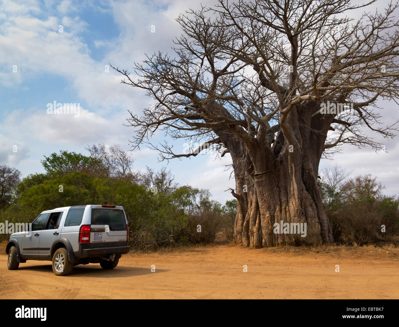 Baobab, Monkey Brot, Affe Tamarinde (Affenbrotbäume spec.), Jeep nächsten Baobab, Krüger Nationalpark, Südafrika, niedriger Sabie Camp Stockfoto