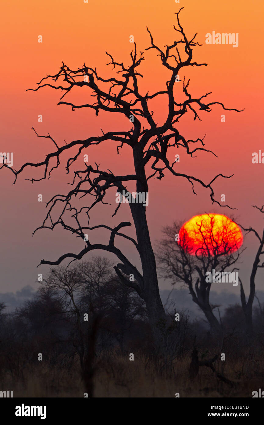 Sonnenuntergang in der Savanne, toter Baum im Vordergrund, Südafrika, Krüger Nationalpark, Satara Camp Stockfoto
