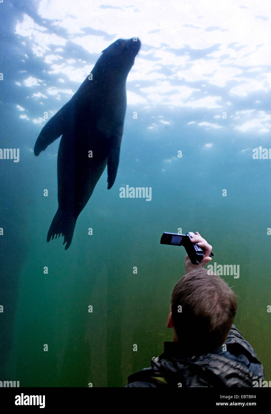 Australischer Seebär (Arctocephalus percivali Dorifer), junge Besucher in der gläserne Tunnel eines Aquariums Dreharbeiten eine Dichtung Stockfoto