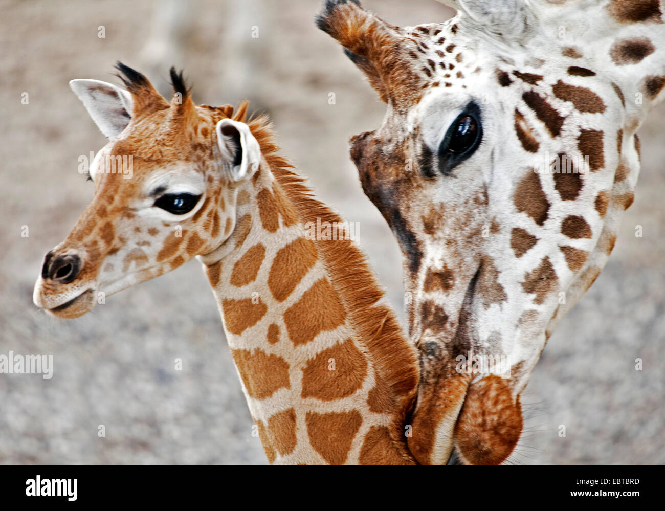 Giraffe (Giraffa Plancius), Mutter und baby Stockfoto