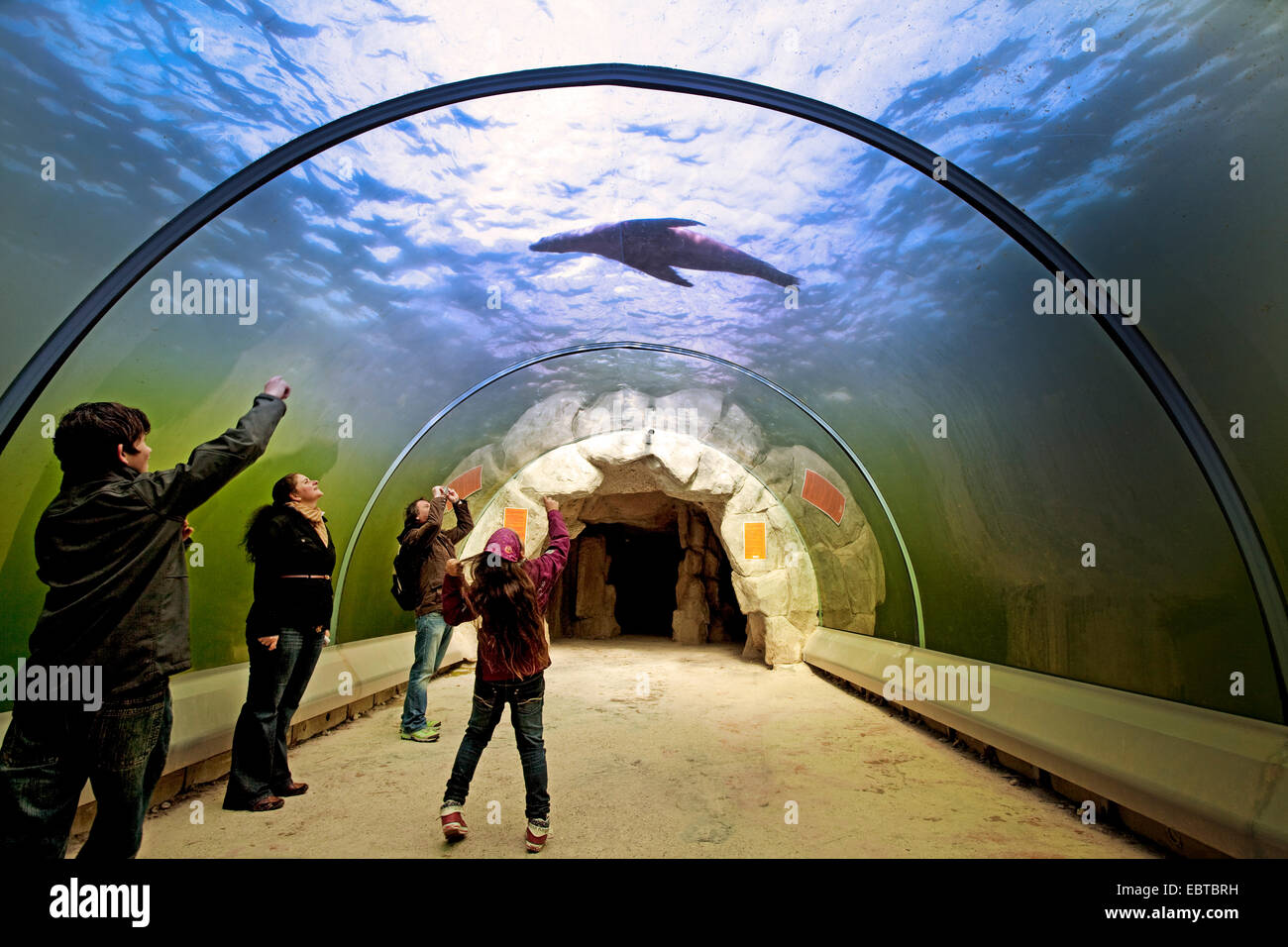 Australischer Seebär (Arctocephalus percivali Dorifer), junge Besucher eines Aquariums beobachten, malte und Dreharbeiten eine Dichtung in der gläserne tunnel Stockfoto