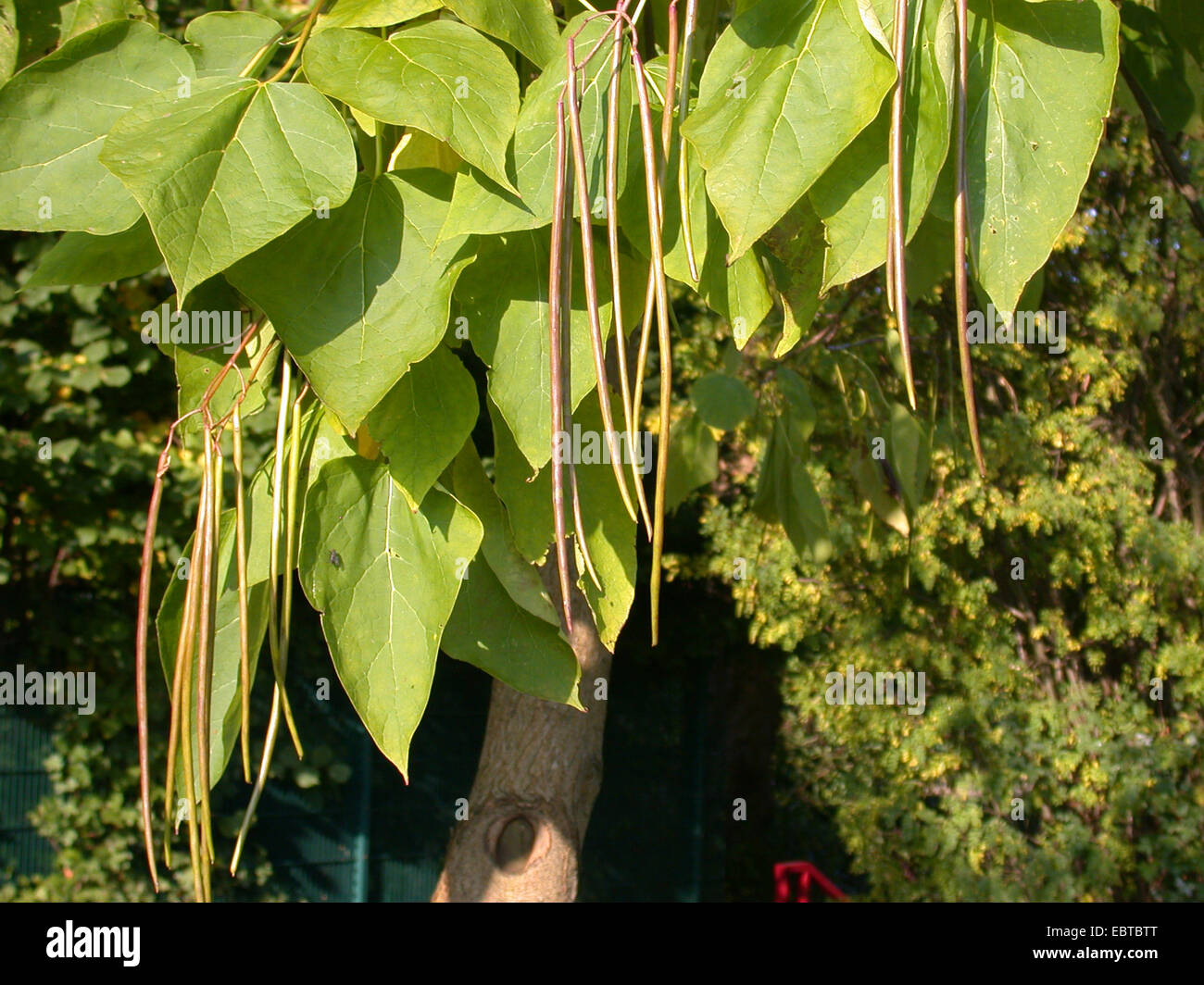 Indische Bean Tree (Catalpa Bignonioides), Zweig mit Früchten Stockfoto