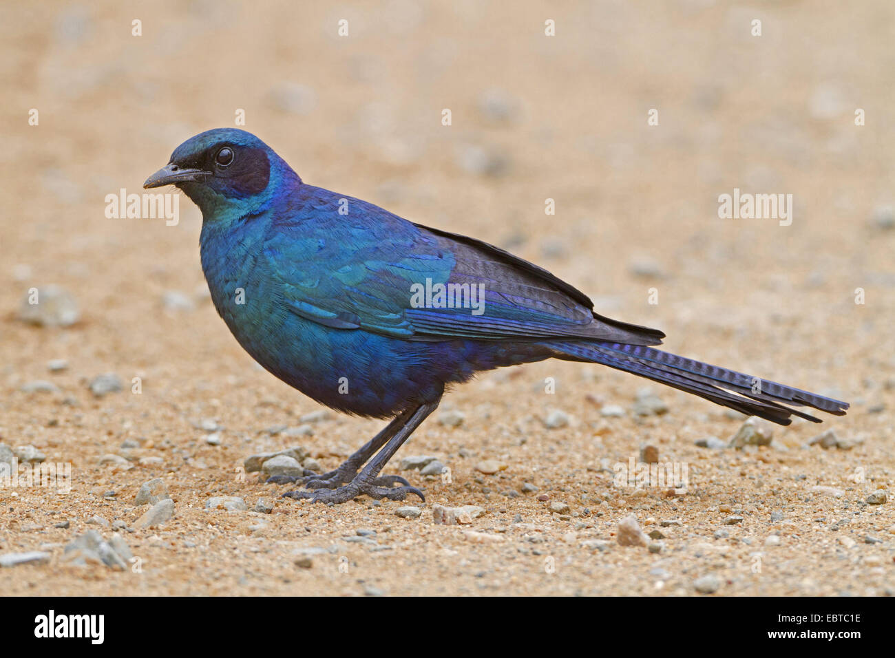 Meve Starling (Glanzstare Mevesii), sitzen auf dem Boden, Südafrika, Krüger Nationalpark Stockfoto