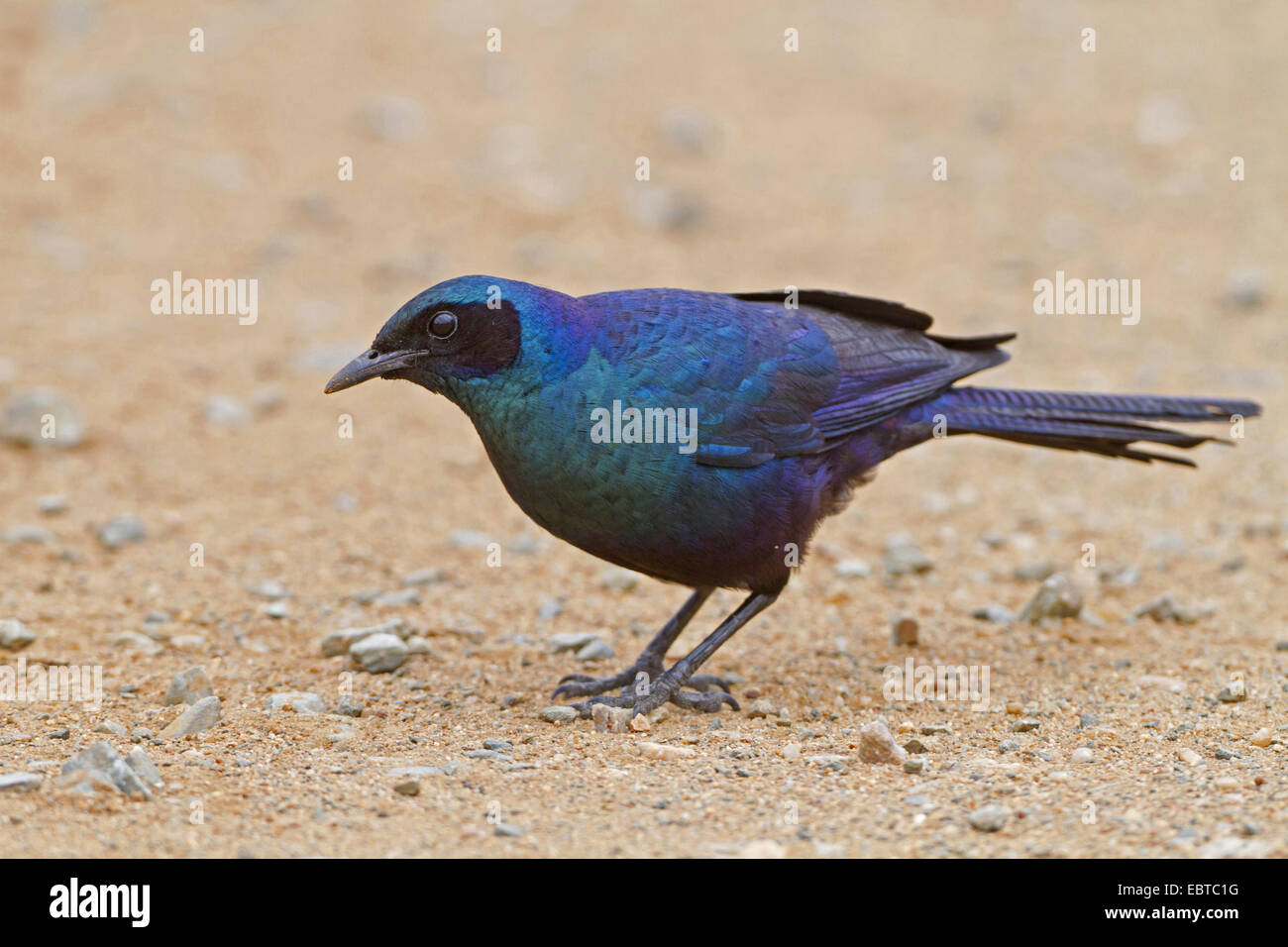 Meve Starling (Glanzstare Mevesii), sitzen auf dem Boden, Südafrika, Krüger Nationalpark Stockfoto