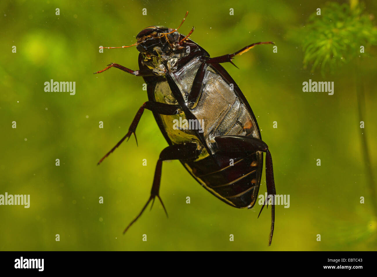 Grosser Schwarzer Wasserkafer Stockfotos Und Bilder Kaufen Alamy
