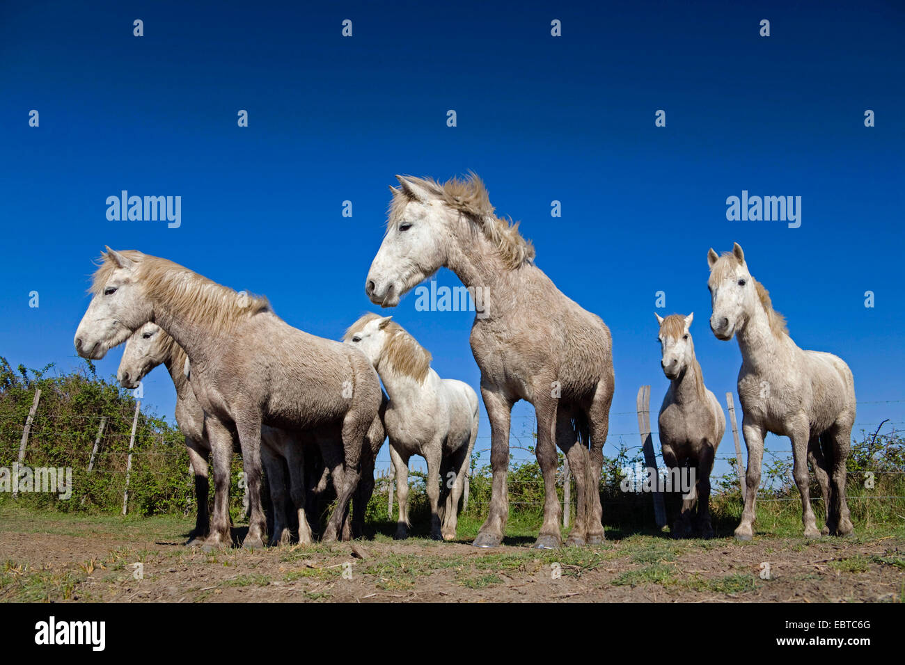 Camargue-Pferd (Equus Przewalskii F. Caballus), Herde von Pferden, Frankreich, Camargue Stockfoto