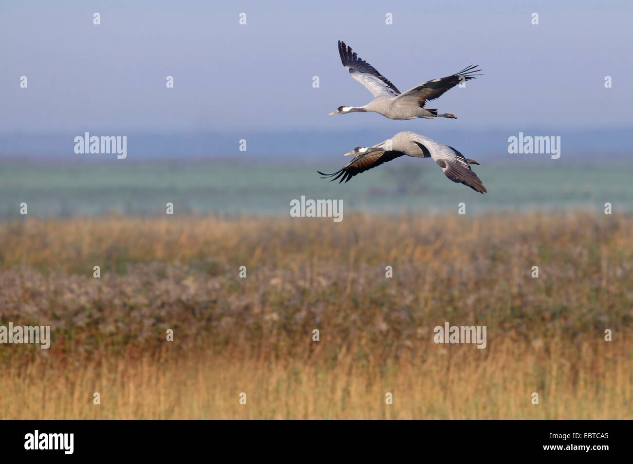 Kraniche (Grus Grus), zwei Kräne, fliegen, Deutschland, Mecklenburg-Vorpommern Stockfoto